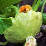 TomorrowSeeds - Benning's Green Tint Patty Pan Seeds - 60+ Count Packet - Bush Scallop Summer Squash Patisson Scallopini Vegetable Seed Photo, best price $8.80 ($0.15 / Count) new 2024