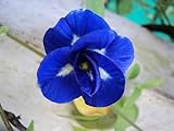Tara-jardín de 50 semillas mariposa azul semillas de guisante CLITORIA ternatea vid de la flor Oganic NATIVE Foto, mejor precio 9,78 € nuevo 2024