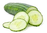 Cucumber Seeds for Planting Outdoors, 210 Straight Eight Cucumber Seeds, Thicker Cucumbers Than with Persian Cucumber Seeds, 6.3 Grams Photo, best price $6.97 new 2024