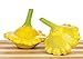 Foto Gelbe Ufo Zucchini Yellow Squash - 20 Samen