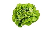 500 Buttercrunch Lettuce Seeds for Planting - Heirloom Non-GMO Vegetable Seeds for Planting - Hydroponics - Microgreens - AKA Butterhead Lettuce, Boston Lettuce, Bibb Lettuce Photo, best price $5.49 new 2024
