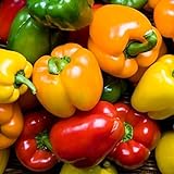 Rainbow Blend Sweet Bell Pepper Seeds, 50+ Premium Heirloom Seeds,So Much Fun!! A Must Have for Your Home Garden! (Isla's Garden Seeds), Non GMO, 85-90% Germination Rates, Seeds Photo, best price $7.95 ($0.16 / count) new 2024