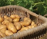 Russet Seed Potatoes NON-GMO Photo, best price $14.99 new 2024