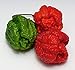 Foto Hot Chili Pfeffer X - Capsicum chinense - Pepper - 10 Samen