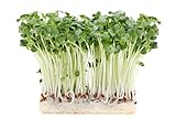 500 g Rettich Samen Bio Keimsaat “Daikon” für Sprossen Microgreens Vegan Rohkost Foto, bester Preis 11,99 € (23,98 € / kg) neu 2024