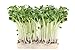 Foto 500 g Rettich Samen Bio Keimsaat “Daikon” für Sprossen Microgreens Vegan Rohkost