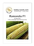 Gemüsesamen Maissamen Ramondia F1 Zuckermais Portion Foto, bester Preis 2,35 € neu 2024