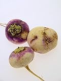 Magic Garden Seeds Herbstrüben 'Runde, Weiße, Rotköpfige' (Brassica rapa SSP. rapa) 500 Samen Mairübe Foto, bester Preis 3,25 € neu 2024
