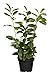 Foto Prunus lauroc winterharte Heckenpflanze Kirschlorbeer 40-60cm im Topf gewachsen