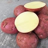 200 Stück Kartoffelsamen Schnell wachsende hoch ertragreiche rote hoch ertragreiche Gemüsesamen für den Garten - Kartoffelsamen Foto, bester Preis 8,78 € neu 2024