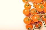 Sunsugar Hybrid - Tomato Seeds Photo, best price $6.99 new 2024
