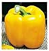 Photo Asti jaune graines de poivre carré - légumes - capsicum annuum - environ 400 graines - les meilleures graines de plantes - fleurs - fruits rares - poivrons jaunes - idée cadeau originale