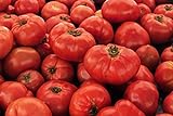 IB Prosperity Tomato VR Moscow (Determinate) 100mg Seeds for Planting, Solanum lycopersicum, Non-GMO, Non-Hybrid, Heirloom, Open Pollinated - High Germination Rate, Vegetable Gardening Seed Photo, best price $6.99 new 2024