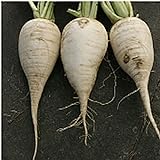 German Beer Radishes Seeds (20+ Seeds) | Non GMO | Vegetable Fruit Herb Flower Seeds for Planting | Home Garden Greenhouse Pack Photo, best price $3.69 ($0.18 / Count) new 2024