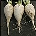 Photo German Beer Radishes Seeds (20+ Seeds) | Non GMO | Vegetable Fruit Herb Flower Seeds for Planting | Home Garden Greenhouse Pack