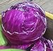Photo Cabbage Red Acre Great Heirloom Vegetable by Seed Kingdom 700 Seeds
