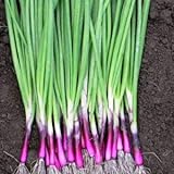 Scallion “Red Beard” – Bunching Onion Type - Resilient Green Onion Variety | Heirlooms Seeds by Liliana's Garden | Photo, best price $6.95 new 2024