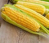 Sweet Corn Seeds for Planting - Kandy Korn Sweet Corn Seed- 300 Count Photo, best price $14.98 ($0.05 / Count) new 2024