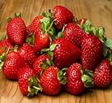 20 OZARK BEAUTY STRAWBERRY PLANTS - Organic Non GMO Heirloom Fruit - Bare Root Photo, best price $25.95 ($1.30 / Ounce) new 2024