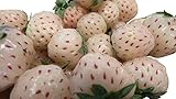 Ananas-Erdbeere 50+ Samen (Ananas+Erdbeere) -Eine besondere weise Erdbeere- Foto, bester Preis 1,75 € neu 2024