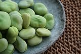 Broad Windsor Pole Fava Bean Seeds - Non-GMO Photo, best price $5.99 ($5.45 / Ounce) new 2024