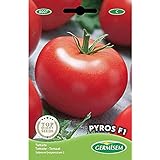 Germisem Pyros F1 Semillas de Tomate 0.1 g, EC8007 Foto, mejor precio 3,68 € nuevo 2024