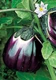 Salerno Seeds Round Sicilian Eggplant Violetta Di Firenze 4 Grams Made in Italy Italian Non-GMO Photo, best price $4.99 new 2024