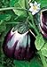 Photo Salerno Seeds Round Sicilian Eggplant Violetta Di Firenze 4 Grams Made in Italy Italian Non-GMO