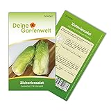 Zichoriensalat Zuckerhut Samen - Cichorium intybus - Salatsamen - Gemüsesamen - Saatgut für 150 Pflanzen Foto, bester Preis 1,99 € (0,01 € / stück) neu 2024