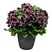 Photo Générique frais 100pcs graines de fleur de géranium pour planter violet