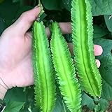 20 Pcs Non-GMO Winged Bean Seeds Psophocarpus Tetragonolobus Natural Green Seeds,for Growing Seeds in The Garden or Home Vegetable Garden Photo, best price $8.99 new 2024