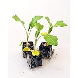 Gemüsepflanzen - Kohlrabi/Weisser - Brassica oleracea var. gongylodes - 12 Pflanzen Foto, bester Preis 5,90 € (0,49 € / Stück) neu 2024