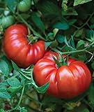 Burpee Steakhouse Hybrid 25 Non-GMO Large Beefsteak Garden Produces Giant 3 LB Fresh Tomatoes | Vegetable Seeds for Planting Photo, best price $8.06 ($0.32 / Count) new 2024