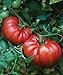 Photo Burpee Steakhouse Hybrid 25 Non-GMO Large Beefsteak Garden Produces Giant 3 LB Fresh Tomatoes | Vegetable Seeds for Planting