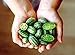 Photo Mouse Melon Seeds | 20 Seeds | Grow This Exotic and Rare Garden Fruit | Cucamelon Seeds, Tiny Fruit to Grow