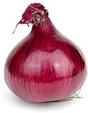 Red Grano Onion Seeds, 300 Heirloom Seeds Per Packet, (Short Day) Non GMO Seeds, Botanical Name: Allium cepa, Isla's Garden Seeds Photo, best price $5.99 ($0.02 / Count) new 2024