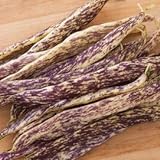 Dragon Tongue Bush Bean Seeds - Packet of 20 Seeds Photo, best price $7.97 ($0.40 / Count) new 2024