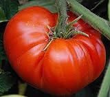 50 piezas de semillas de tomate reliquia de jardín que crece grandes frutos rojos regordetes variedades exóticas de verduras Foto, mejor precio 4,99 € nuevo 2024