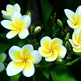 Lot de 100 graines de fleurs de frangipanier hawaïen pour le jardinage Photo, meilleur prix 3,89 € nouveau 2024