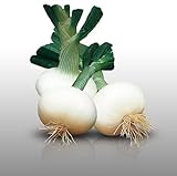 100 graines - OIGNON Blanc de Rebouillon - Allium cepa Photo, meilleur prix 2,79 € (0,03 € / unité) nouveau 2024