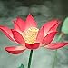 Photo 10 Pièces Lotus Frais Des Graines Fleur De Nénuphar Rouge Pour La Plantation De Serre De Fleurs D'été Pousse Toute L'année Belle Décoration De Paysage