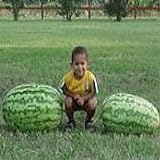 Carolina Cross Watermelons Seeds (25+ Seeds) Photo, best price $5.69 new 2024