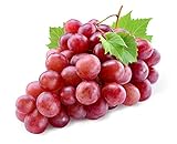 20+ Red Concord Grape Seeds - Grow Grape Vines for Wine Making, Fruit Dessert - Made in USA, Ships from Iowa. Photo, best price $9.09 new 2024