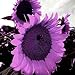 Foto Huifang 10 piezas de semillas de girasol gigante púrpura