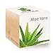 Foto Feel Green 296244 Ecocube Aloe Vera, Nachhaltige Geschenkidee (100% Eco Friendly), Grow Your Own/Anzuchtset, Pflanzen Im Holzwürfel, Made in Austria