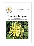 Bohnensamen Golden Teepee Buschbohne Portion Foto, bester Preis 1,75 € neu 2024