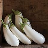 David's Garden Seeds Eggplant Aretussa (White) 25 Non-GMO, Hybrid Seeds Photo, best price $3.45 new 2024