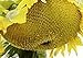Photo 25 Seeds (PKD) Sunzilla Sunflower