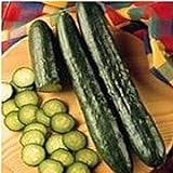 Sweeter Yet Cucumbers Seeds (20+ Seeds) | Non GMO | Vegetable Fruit Herb Flower Seeds for Planting | Home Garden Greenhouse Pack Photo, best price $3.69 ($0.18 / Count) new 2024