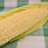 Country Gentleman Sweet Corn - 50 Seeds - Heirloom & Open-Pollinated Variety, USA-Grown, Non-GMO Vegetable Seeds for Planting Outdoors in The Home Garden, Thresh Seed Company Photo, best price $7.99 new 2024